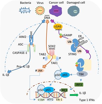 Intracellular DNA sensing by neutrophils and amplification of the innate immune response